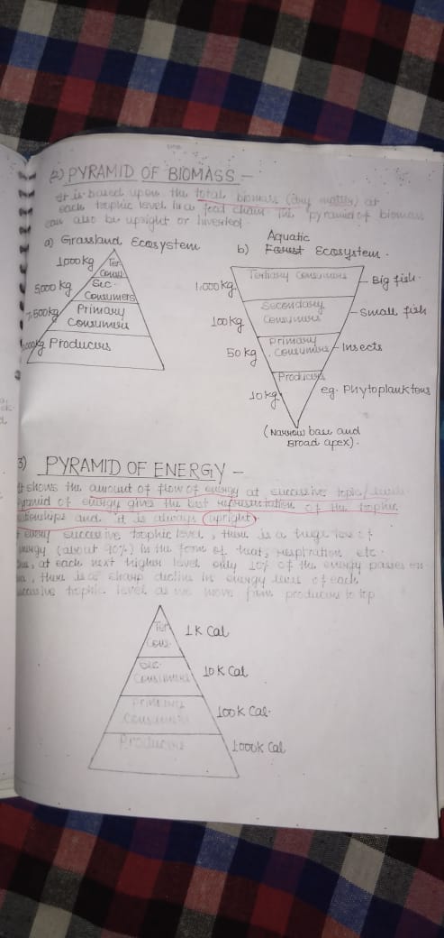 Pyramid on biomass-IMG-20190812-WA0042.jpg