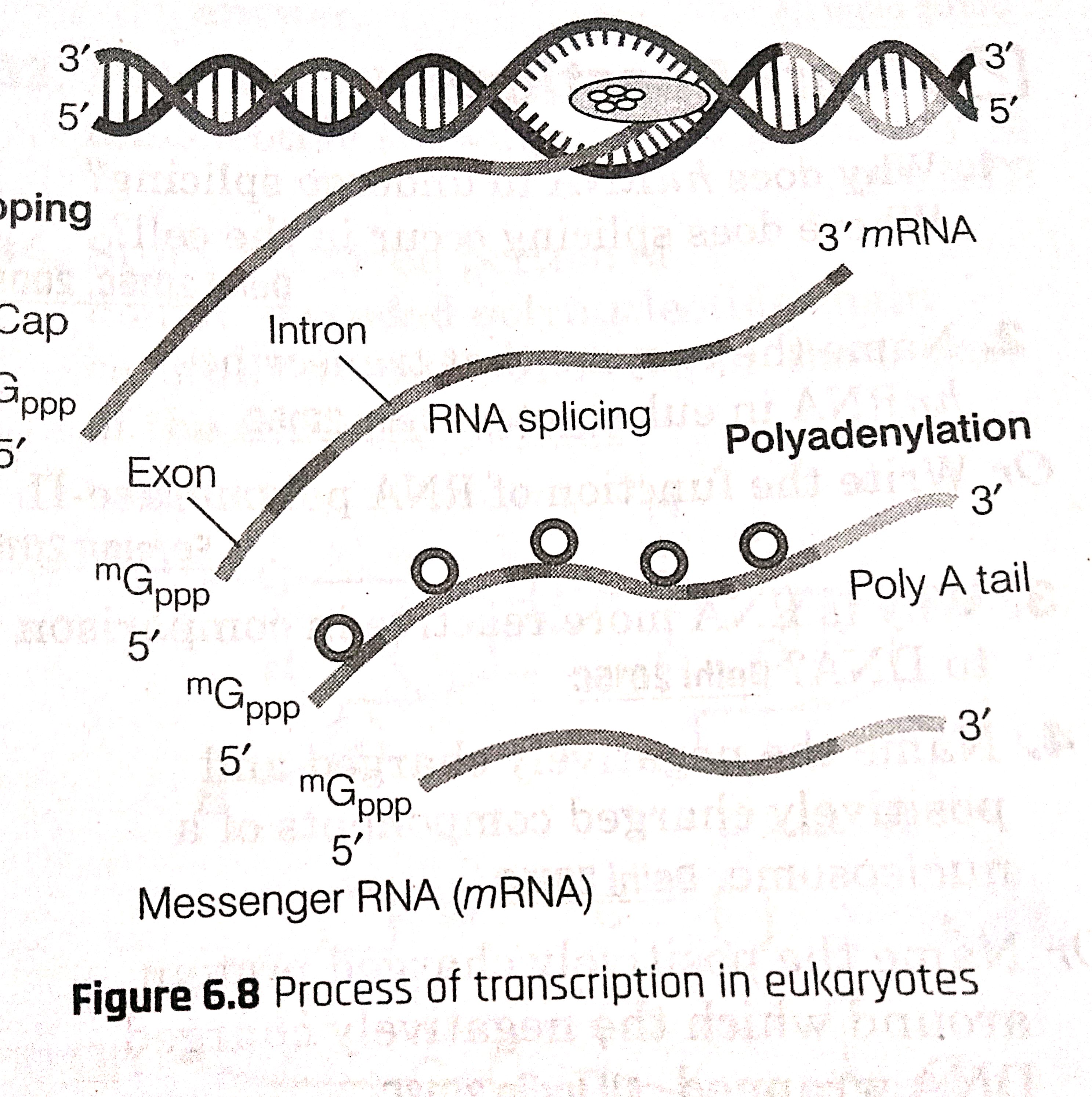 Diagrams from molecular basis of inheritance -New doc 18-Aug-2020 12.54-3.jpg
