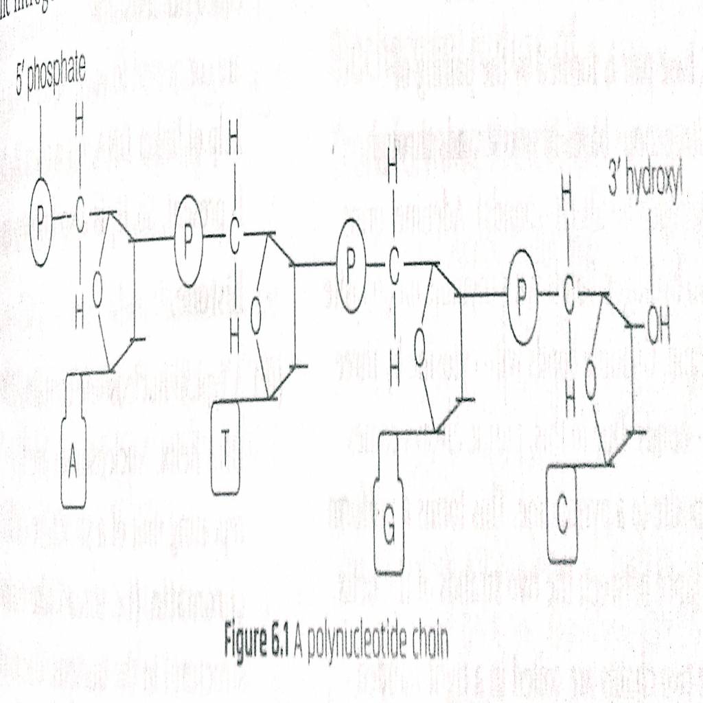 Diagrams from molecular basis of inheritance -New doc 18-Aug-2020 13.03-2.jpg